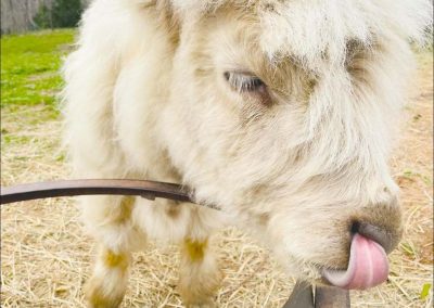 A white Scottish Highland Cow licks their nose while standing in a field at Disenhouse Farm, a wedding venue in Lynchburg, VA.