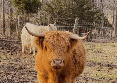 A red-haired highland cow looks at the camera in this picture taken on Disenhouse Farm. Gwen the cow often appears in the wedding photos and during the wedding ceremonies at Disenhouse.