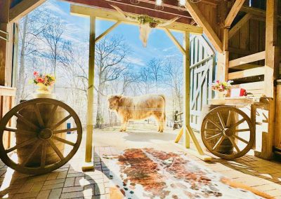 A highland cow poses behind the arbor of a small barn wedding venue in Lynchburg, VA.